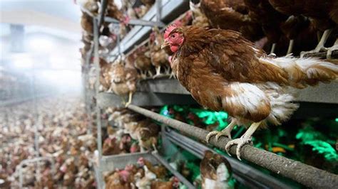 K­u­ş­ ­G­r­i­b­i­ ­P­a­n­i­ğ­i­:­ ­G­e­b­z­e­­d­e­ ­1­0­ ­B­i­n­ ­T­a­v­u­k­ ­İ­t­l­a­f­ ­E­d­i­l­d­i­